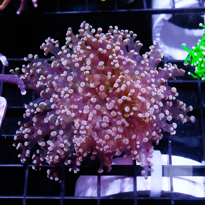 2 Crazy Frogspawn 249 192.jpg