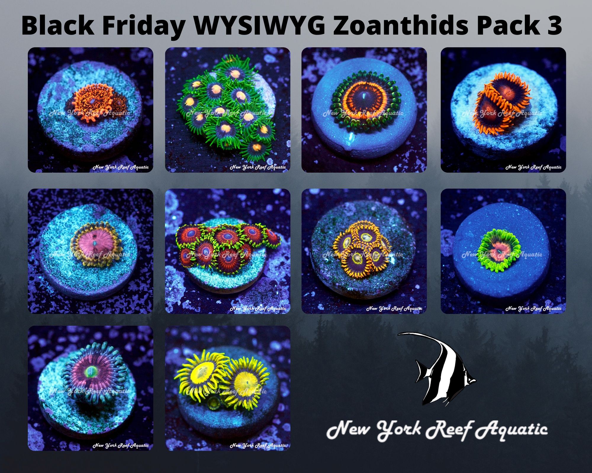 Zoanthids Pack 3.jpg