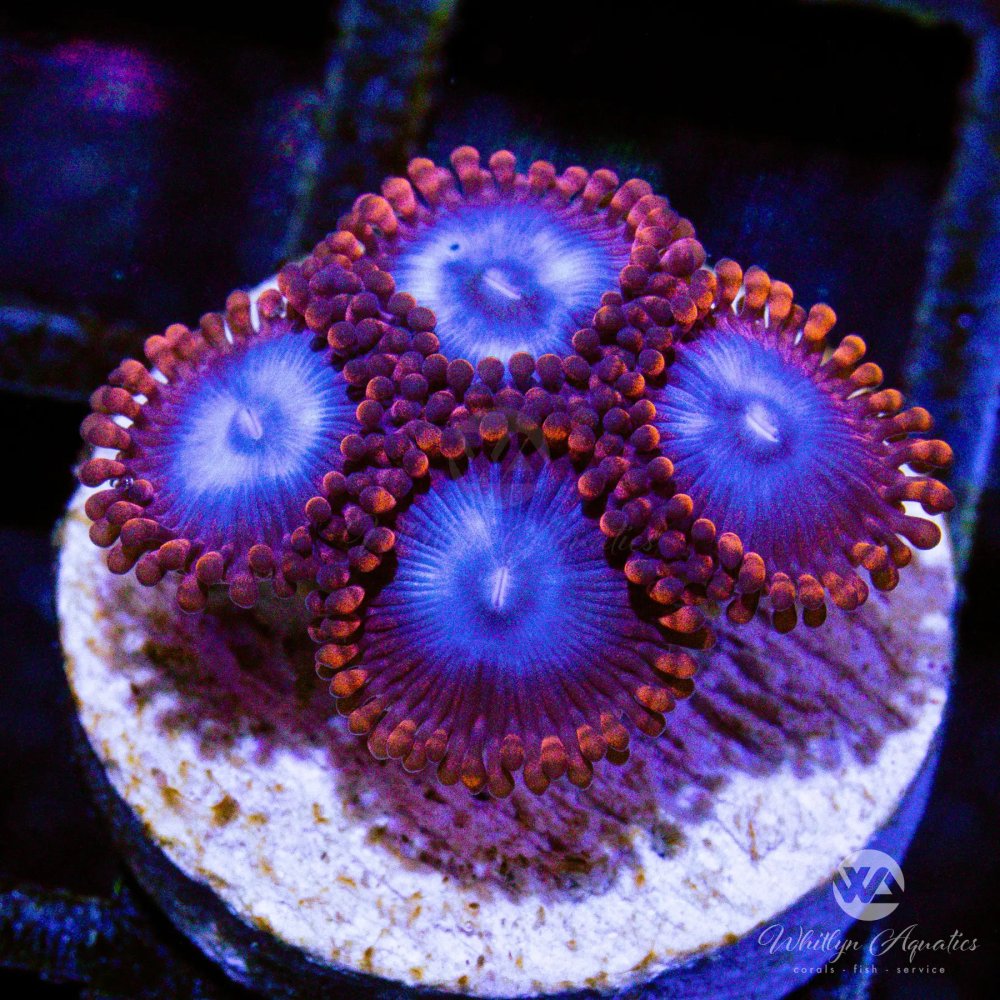 CoralAuction32_eef78f7b-057e-408a-8e49-44f1645c1a41.jpg CoralAuction32_eef78f7b-057e-408a-8e49-44f1645c1a41.jpg