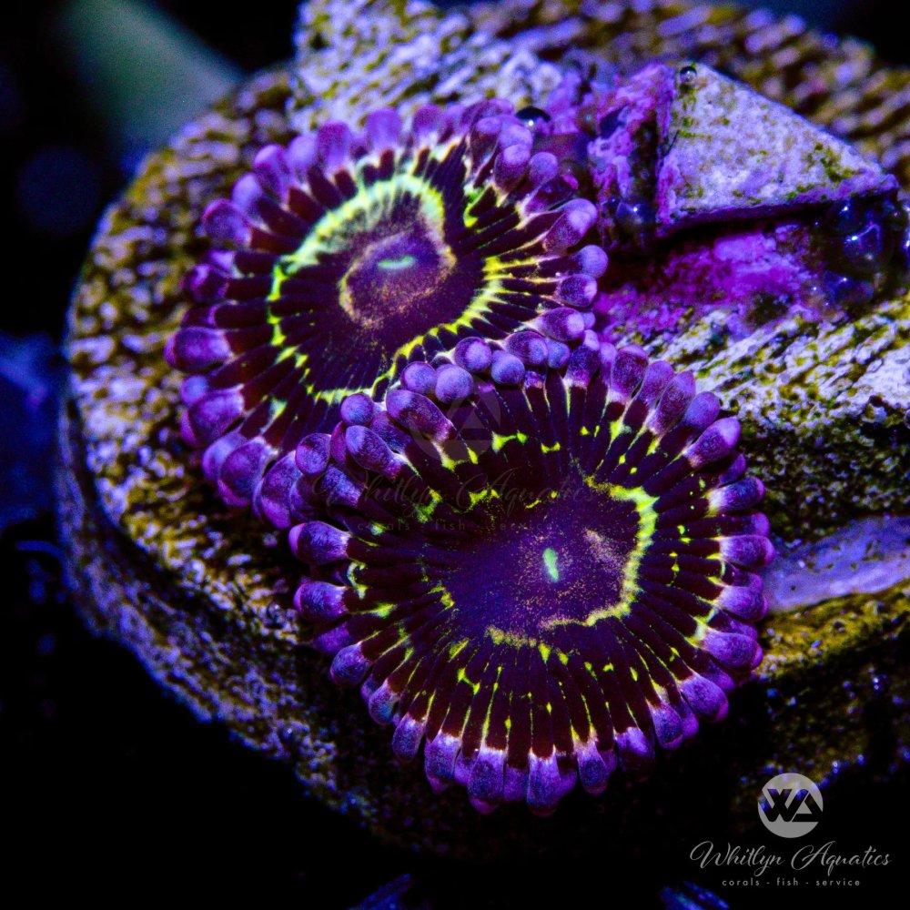 CoralAuction41_7ce3bec7-db2b-4b22-af30-d58d53c6ee55.jpg CoralAuction41_7ce3bec7-db2b-4b22-af30-d58d53c6ee55.jpg
