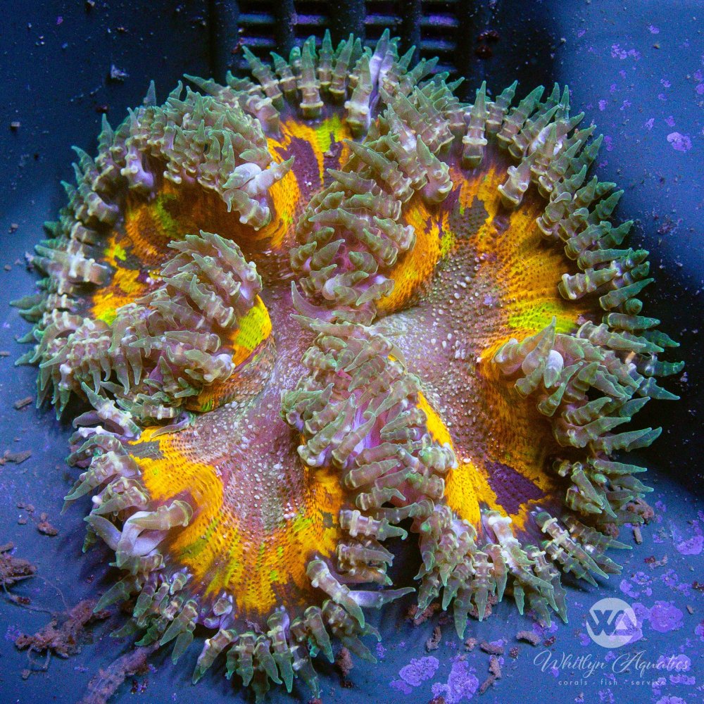 CoralAuction57_3ea82bc8-2578-4d8a-ab03-ef352f3461ba.jpg CoralAuction57_3ea82bc8-2578-4d8a-ab03-ef352f3461ba.jpg