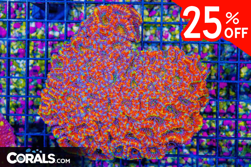 Untitled design(18) 4.03.10 PM.png