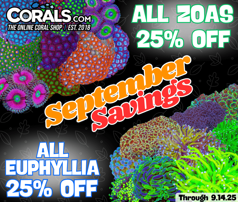 zoas and euphyllia 2.04.27 PM.png
