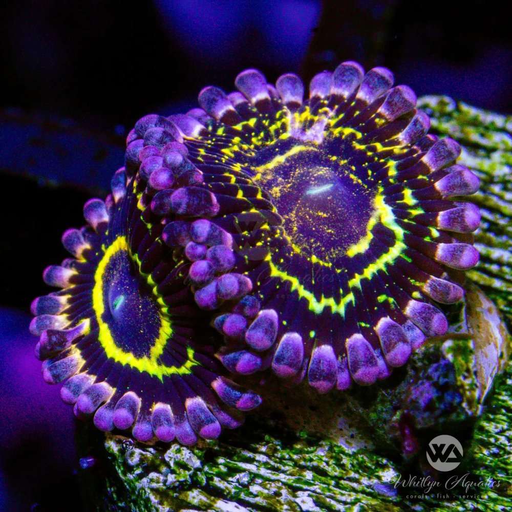 CoralAuction48_f47e21ea-39e1-4cec-85c9-024cbf09b2f9.jpg CoralAuction48_f47e21ea-39e1-4cec-85c9-024cbf09b2f9.jpg