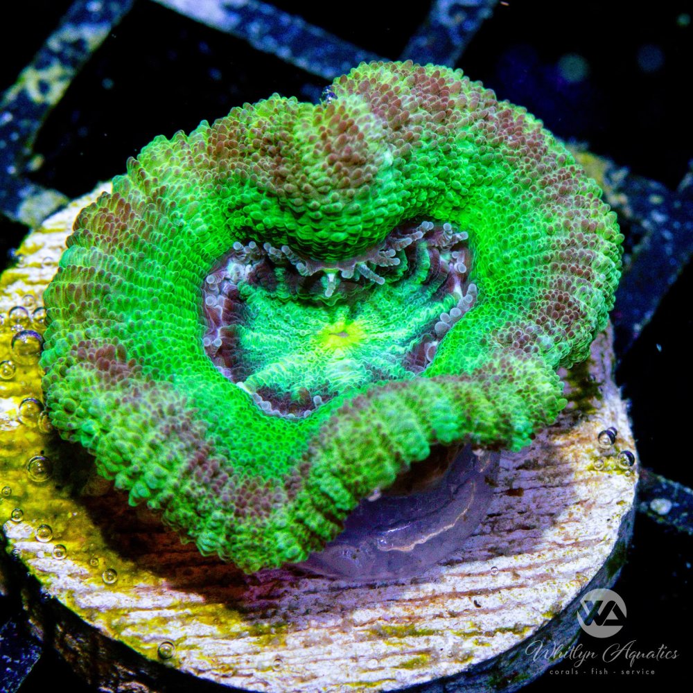 CoralAuction30_138c5e71-8d8a-4bee-b144-0a7ad8ecb490.jpg CoralAuction30_138c5e71-8d8a-4bee-b144-0a7ad8ecb490.jpg