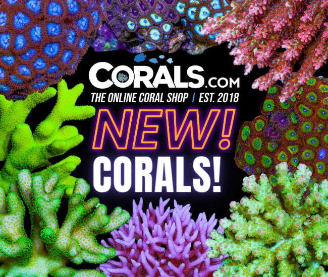 new corals 3.20.png