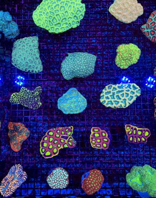 IMG_9631 Medium.jpeg