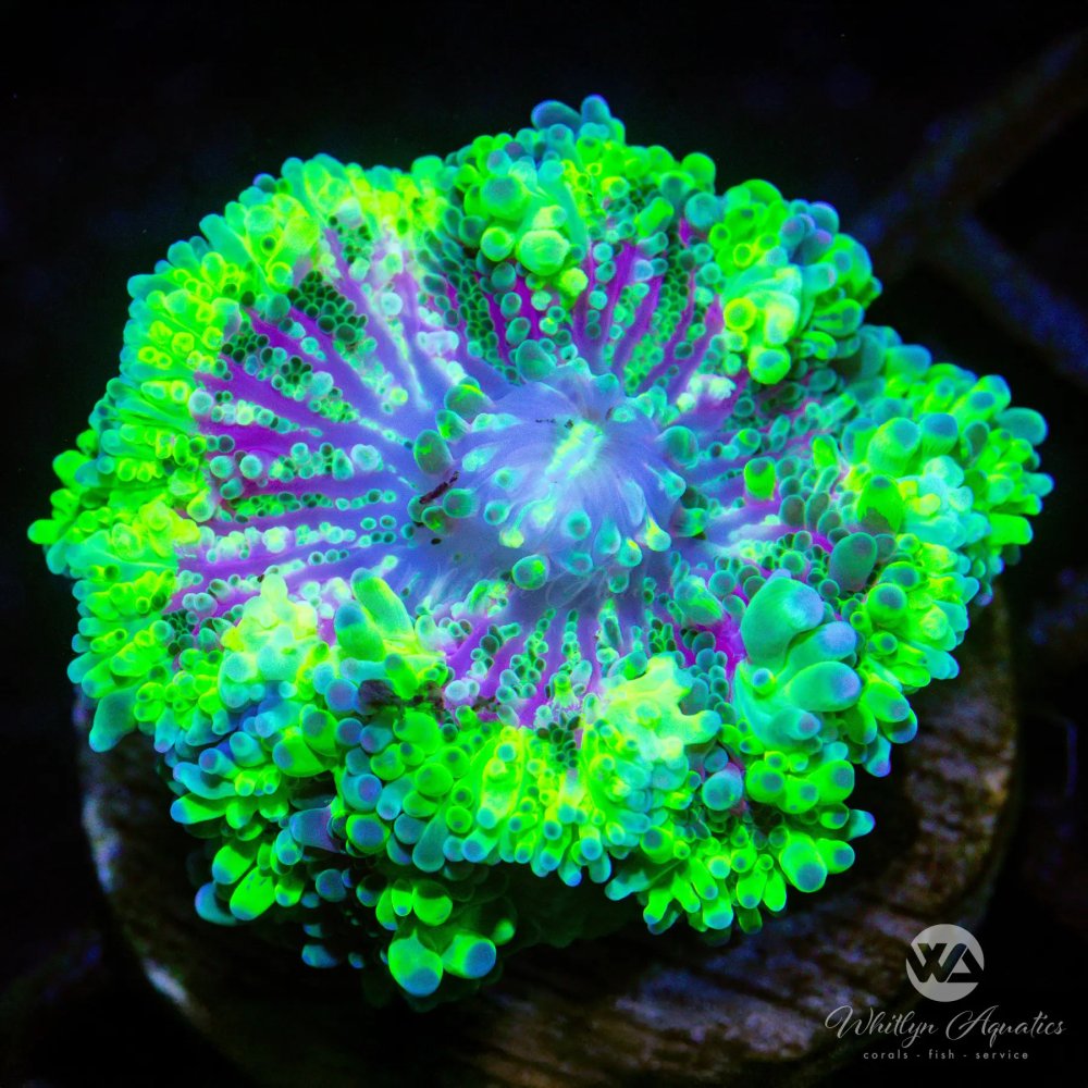 CoralAuction40_a4516c95-596b-412b-bb7e-357517b064c8.jpg