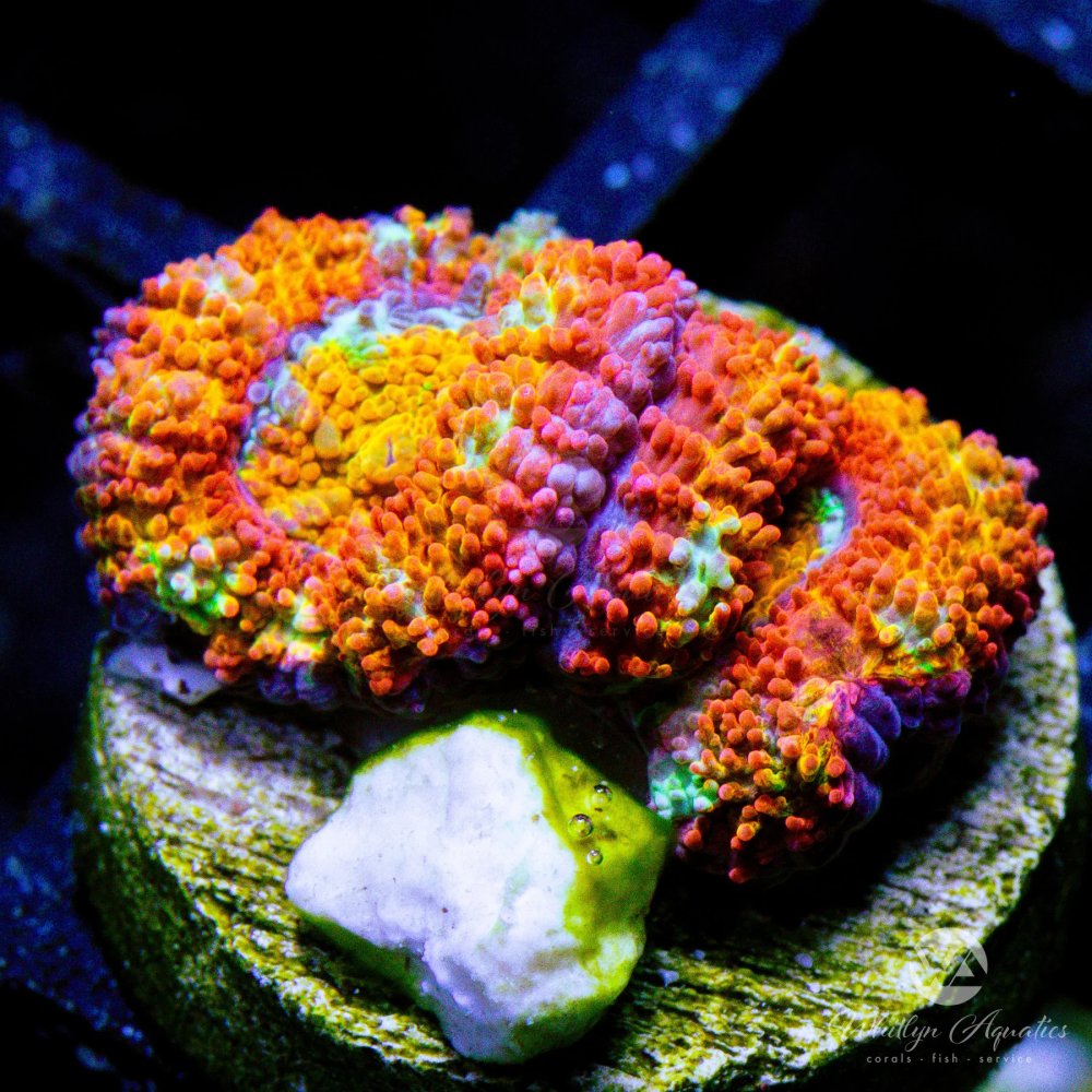 CoralAuction39_8e30fe24-c540-4219-a2b4-ae299d9a7f29.jpg CoralAuction39_8e30fe24-c540-4219-a2b4-ae299d9a7f29.jpg