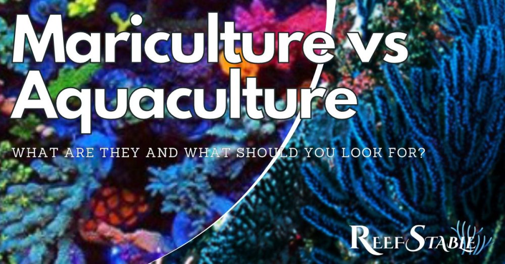 mariculture-vs-aquaculture-coral.jpg