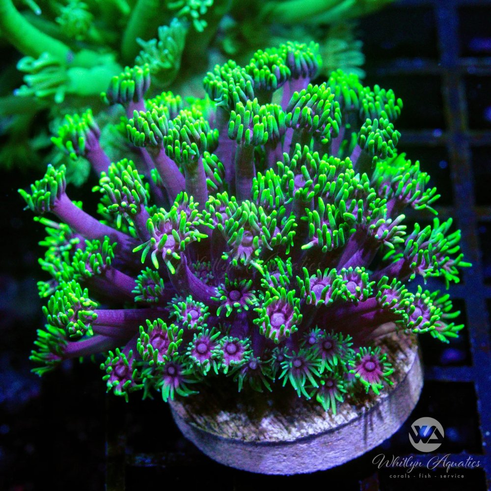 CoralAuction6_ad457ae7-1af7-4e10-8903-9368328058cc.jpg CoralAuction6_ad457ae7-1af7-4e10-8903-9368328058cc.jpg