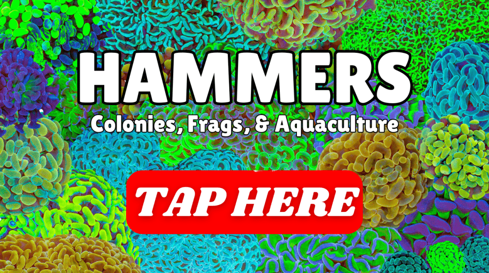 Hammers.png Hammers.png