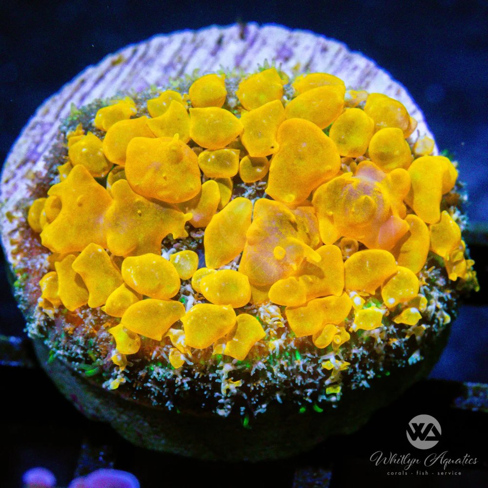 CoralAuction35_cc58e357-83ee-42c6-94c6-2a018d7b513b.jpg CoralAuction35_cc58e357-83ee-42c6-94c6-2a018d7b513b.jpg