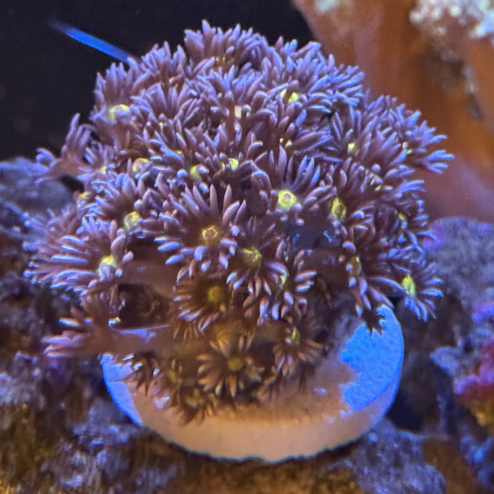 PurpleGoni.jpg PurpleGoni.jpg