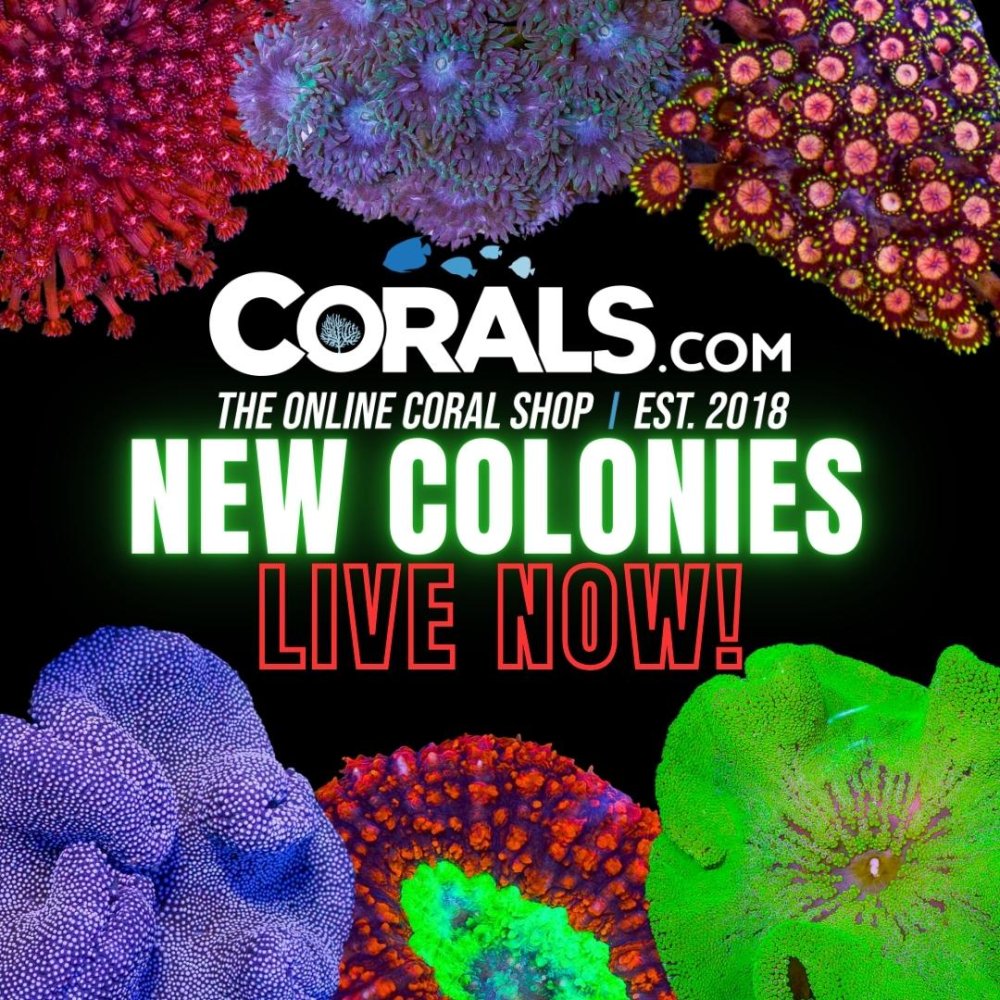 Copy of new corals(1).jpg