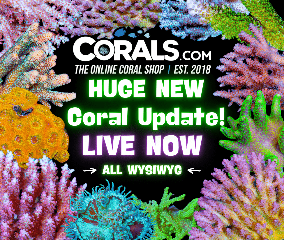 New Corals 3.19.png