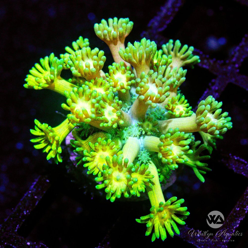 CoralAuction49_7d428cd9-6e41-4b1f-82d2-df15b383f47b.jpg CoralAuction49_7d428cd9-6e41-4b1f-82d2-df15b383f47b.jpg