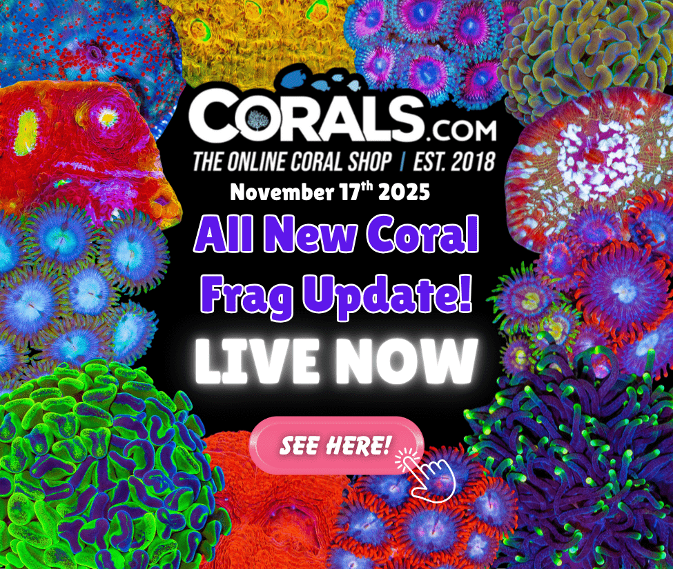 11.17 new coral.png