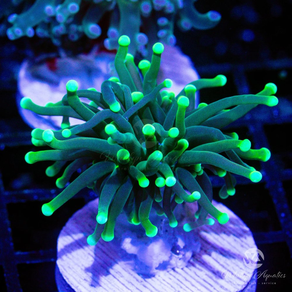 CoralAuction46_6bb6bfe7-43f3-4e0e-aff6-f5b98834aa92.jpg CoralAuction46_6bb6bfe7-43f3-4e0e-aff6-f5b98834aa92.jpg