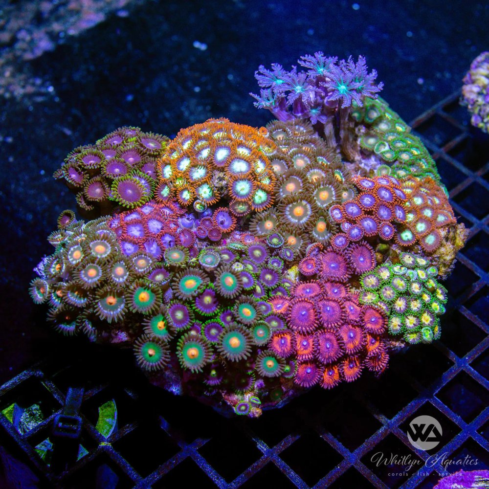 CoralAuction40_76c2fcf2-041e-4d9c-8257-ab7dbae375e0.jpg CoralAuction40_76c2fcf2-041e-4d9c-8257-ab7dbae375e0.jpg