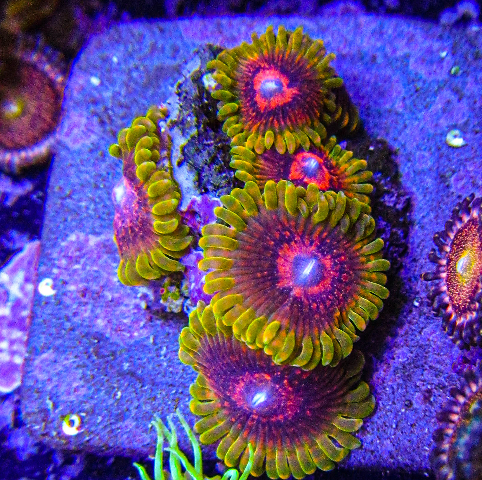 Predator Zoa Colony_2777.JPG