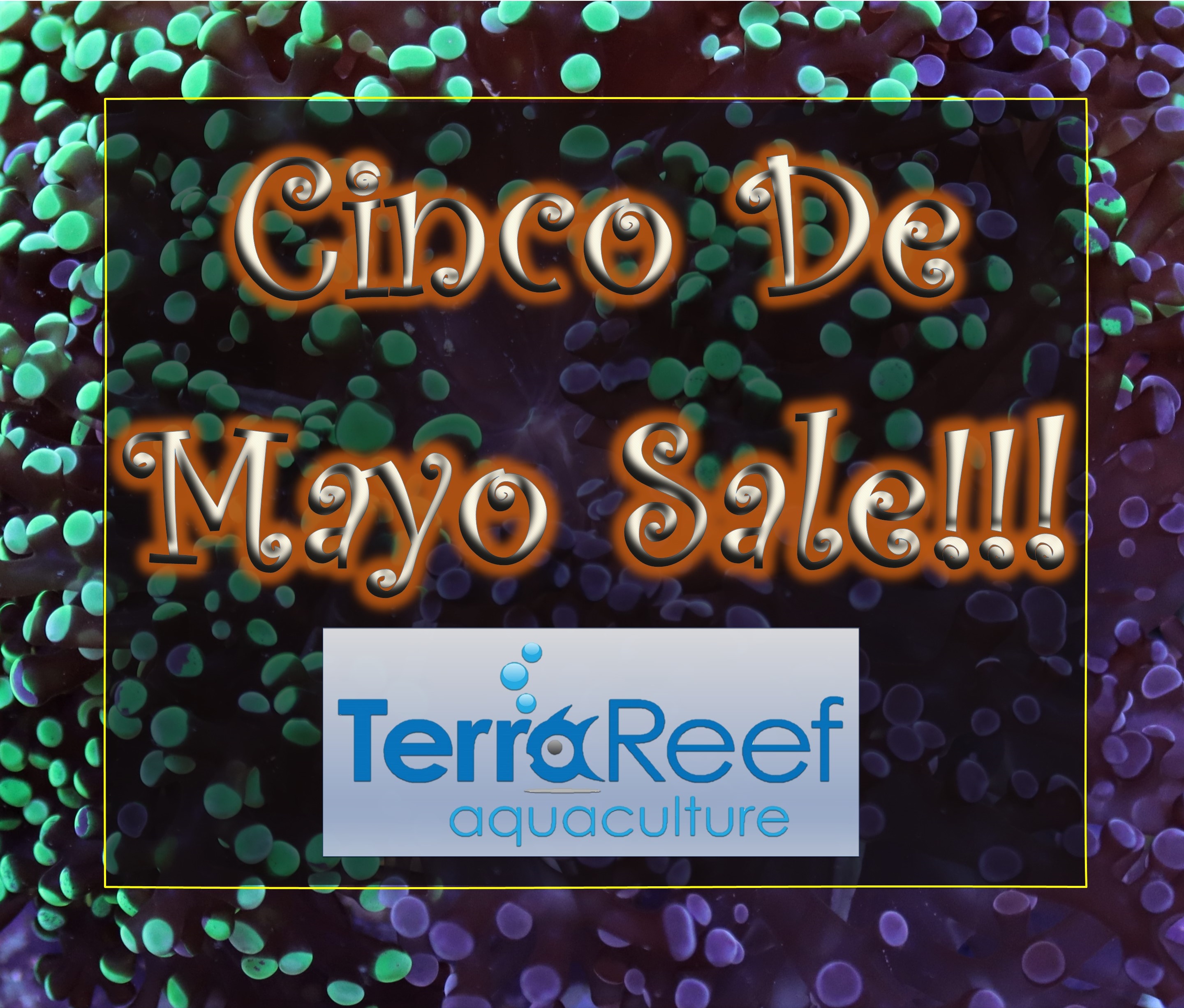 Cinco-De-Mayo-Coral-Sale.jpg Cinco-De-Mayo-Coral-Sale.jpg