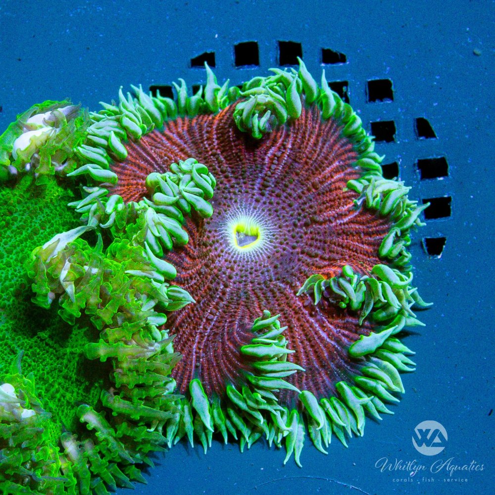 CoralAuction13_e89ff5e3-2e93-4d82-a7a8-f425bdc14346.jpg