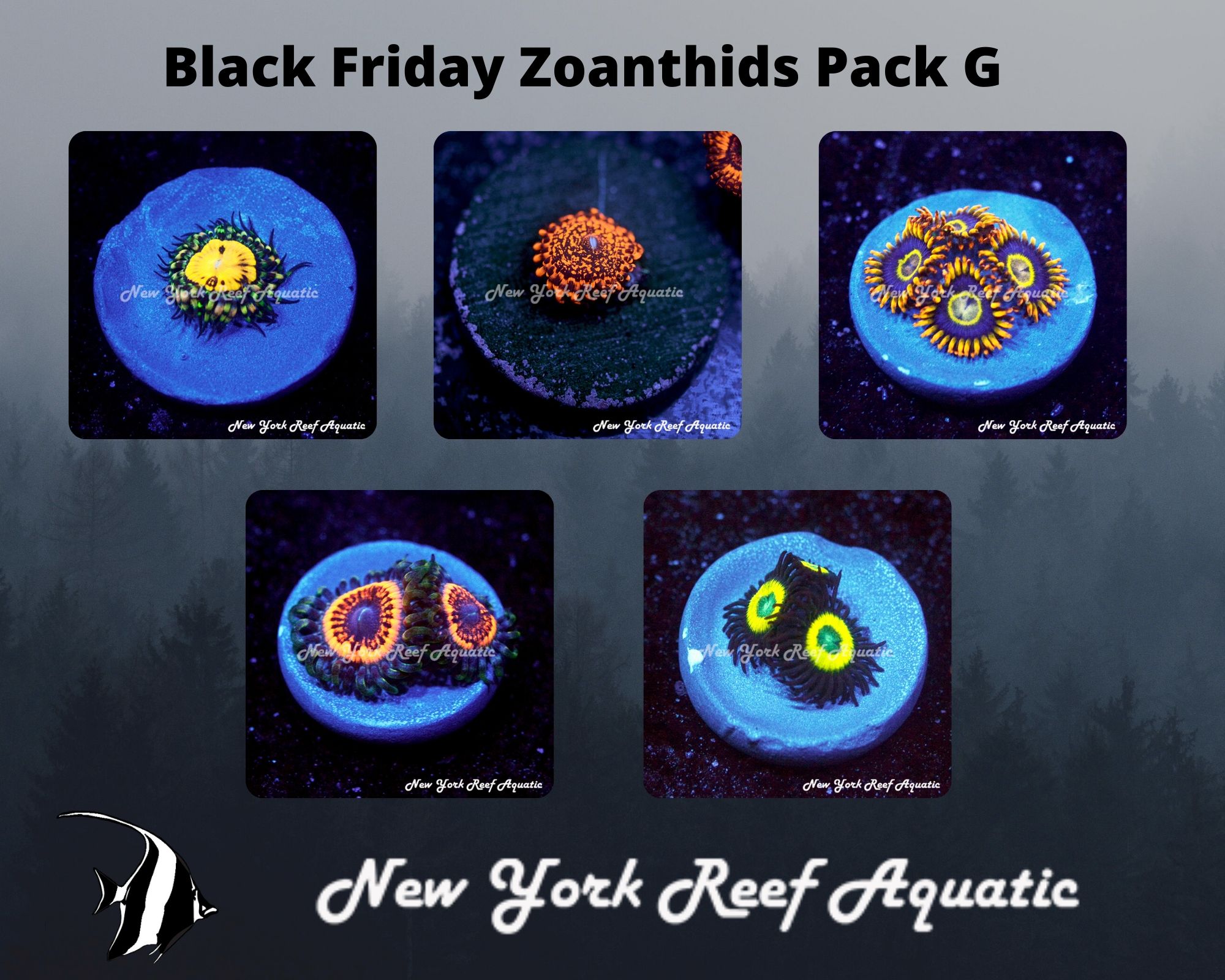 Zoanthids Pack G.jpg