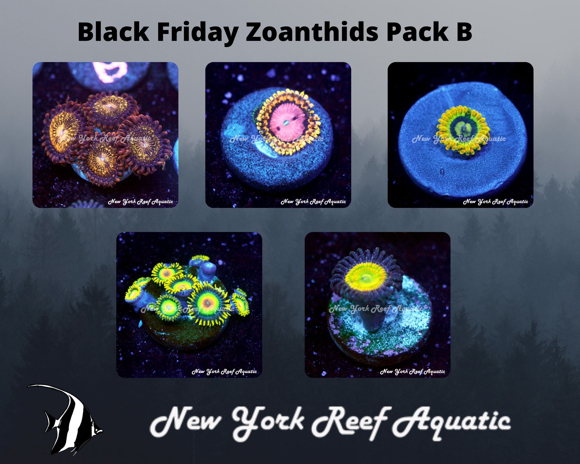 Zoanthids Pack B.jpg