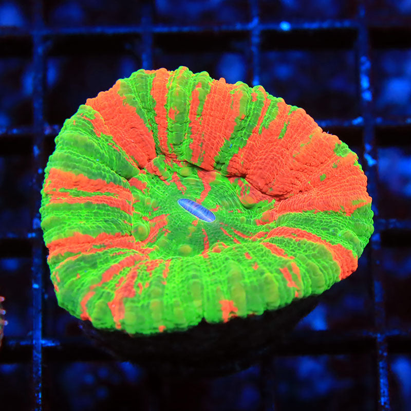 m1-ls-0210-024.jpeg m1-ls-0210-024.jpeg