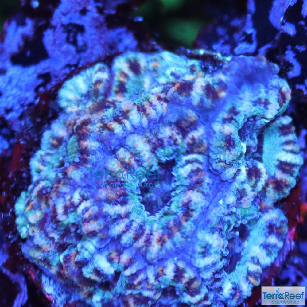 IMG_8954-Teal-Micromussa-Acan-Lord-I.jpg IMG_8954-Teal-Micromussa-Acan-Lord-I.jpg