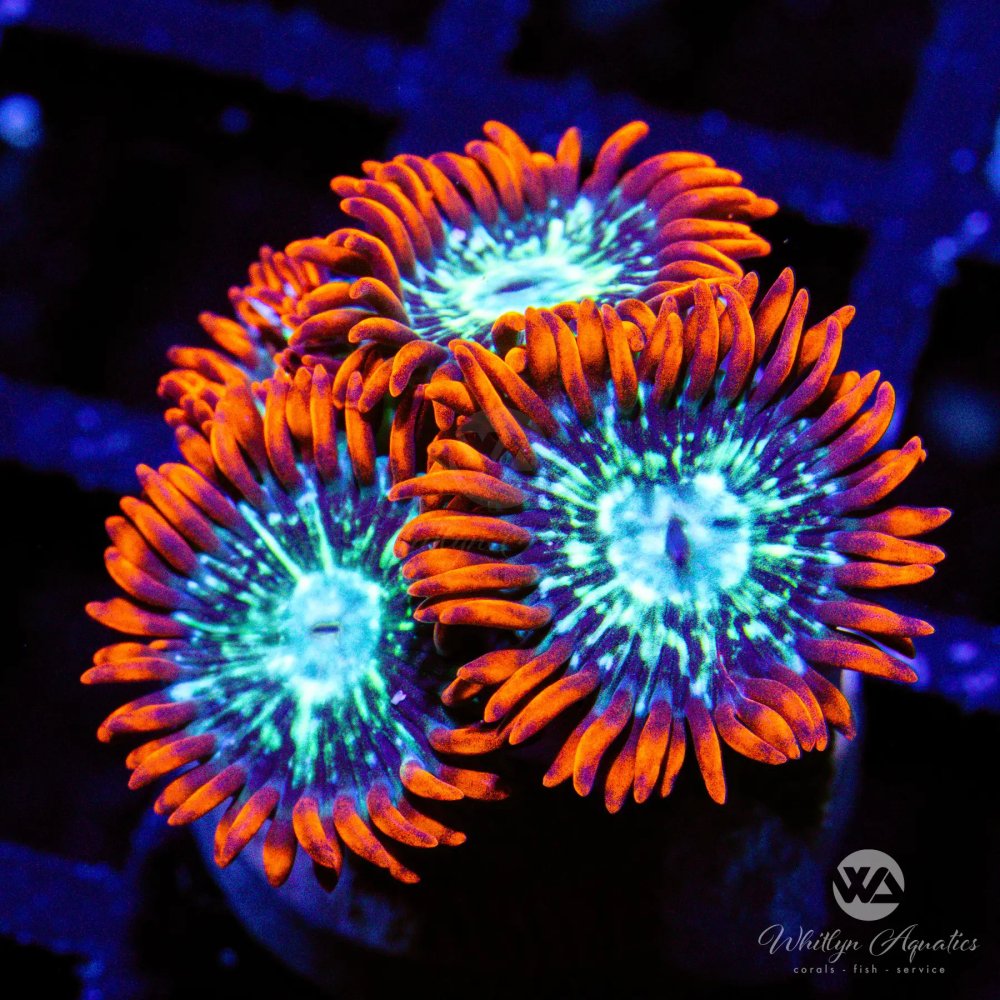 CoralAuction52_8f4ff986-43e1-43ad-ab6b-3a2c758e1f01.jpg CoralAuction52_8f4ff986-43e1-43ad-ab6b-3a2c758e1f01.jpg