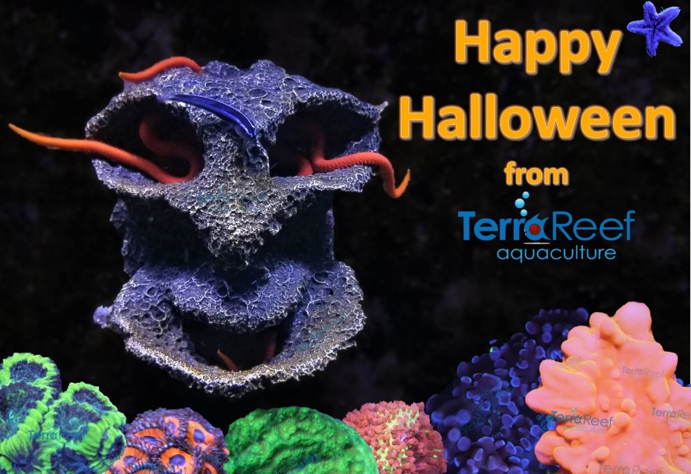 Aquarium Halloween TerraReef Aquaculture 2022.jpg