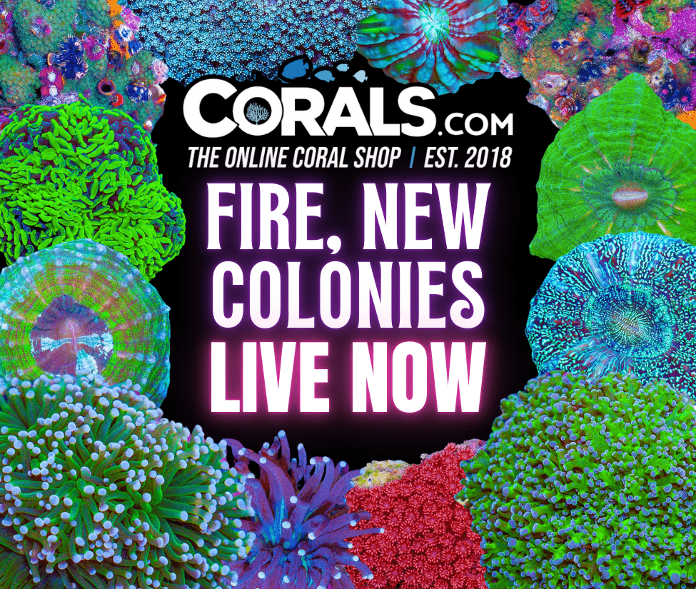 new corals 1.16.png