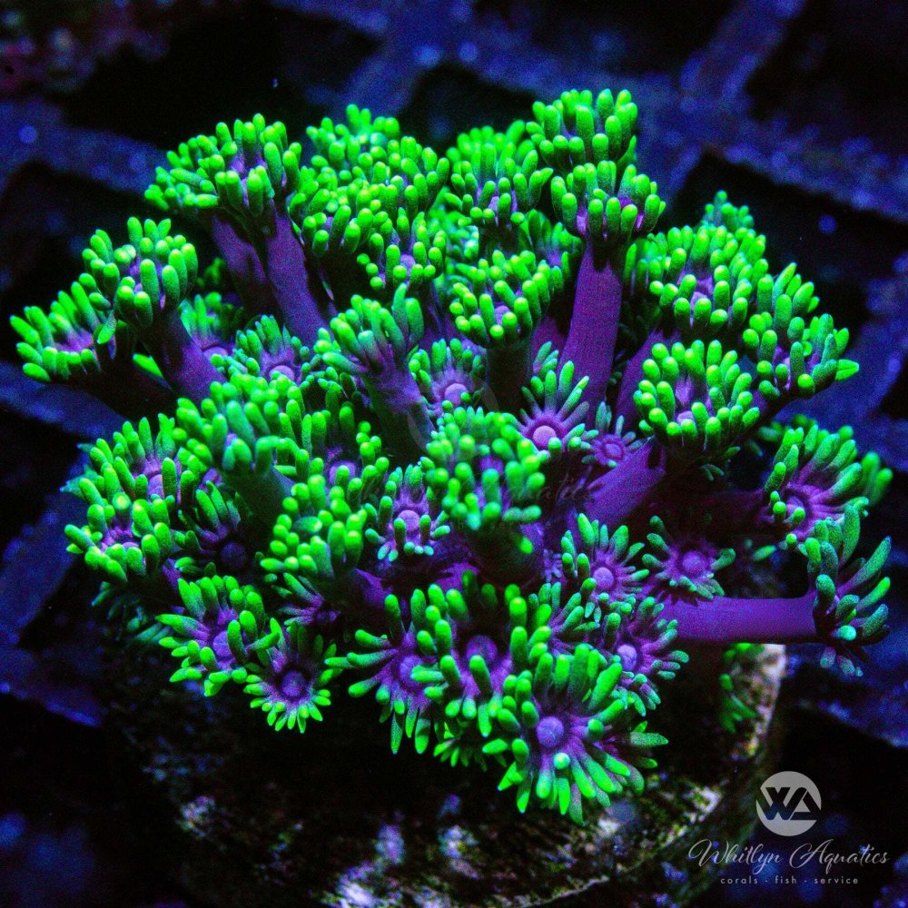 CoralAuction45_04725334-44c5-457f-885f-f8e7e5d3e1b3.jpg CoralAuction45_04725334-44c5-457f-885f-f8e7e5d3e1b3.jpg