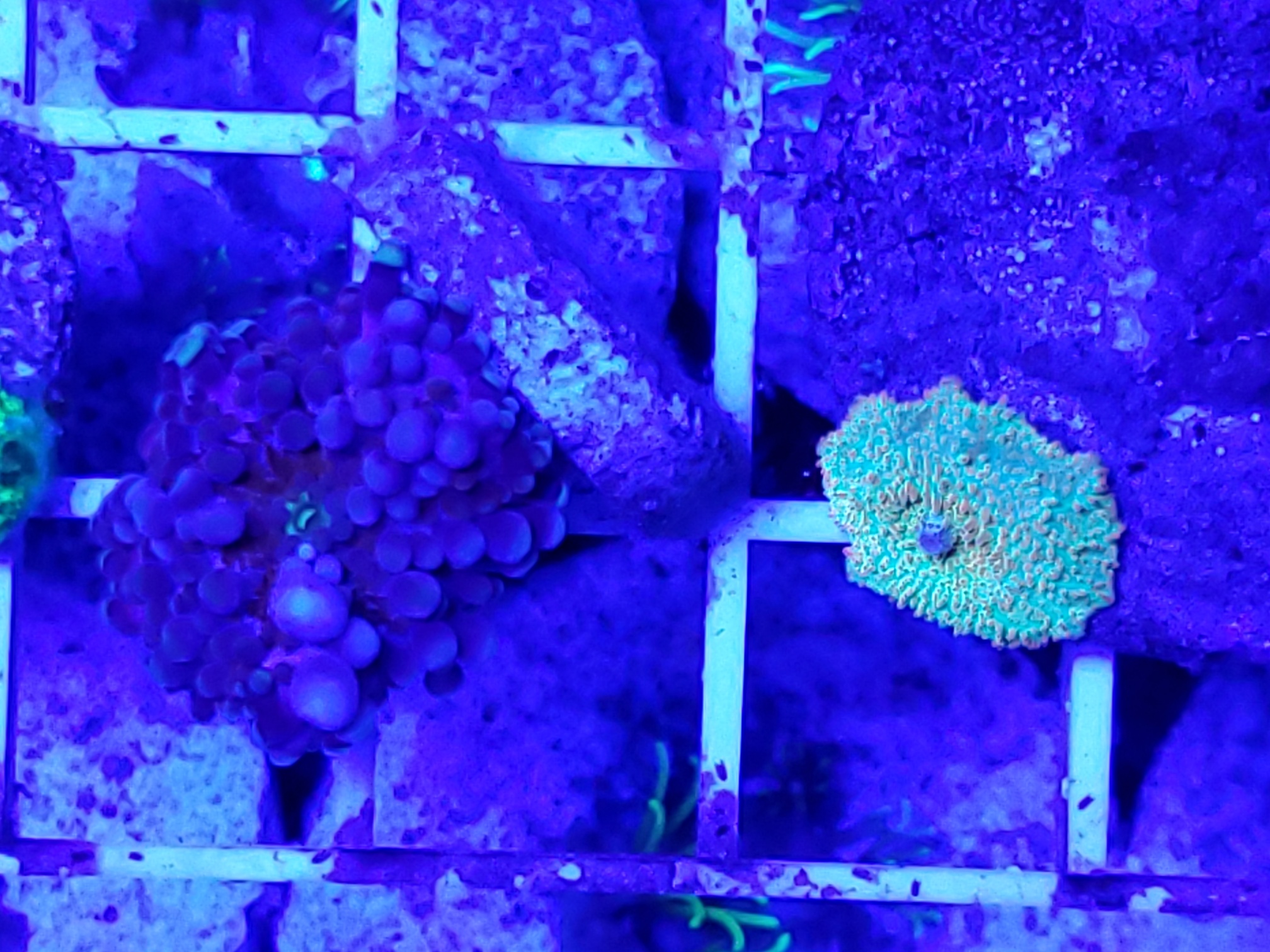 2-muschroom for sale corals 3.jpg