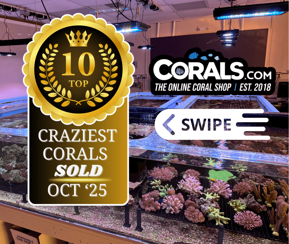 Top 10 Corals October 2025.png.PNG