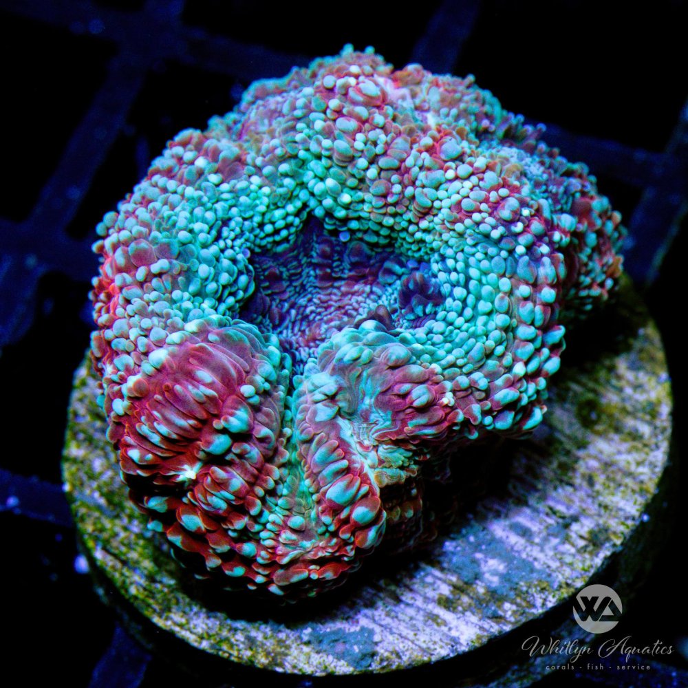CoralAuction20_987c6d31-2b88-4a74-a0bf-cce88c62ea2a.jpg CoralAuction20_987c6d31-2b88-4a74-a0bf-cce88c62ea2a.jpg