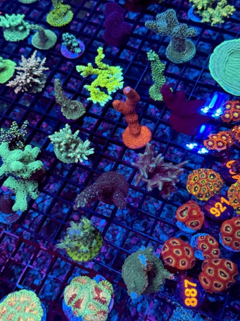 IMG_9655 Medium.jpeg