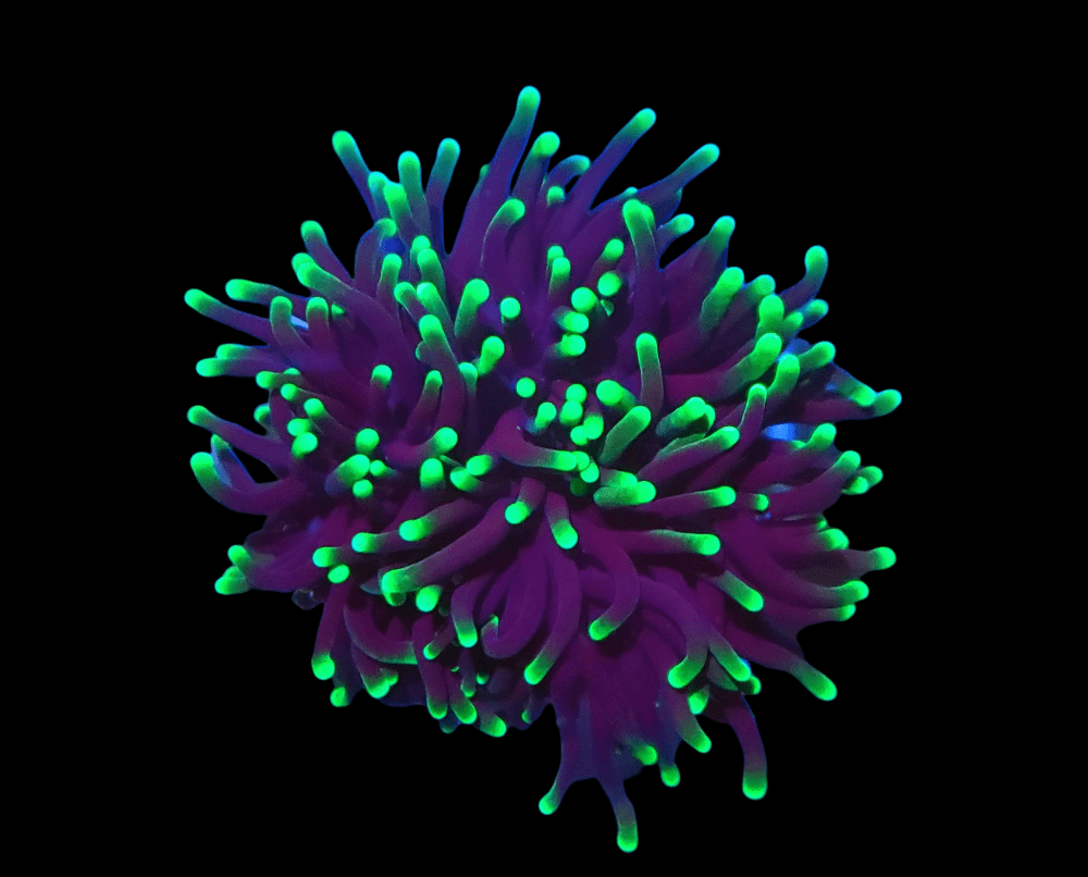 PhotoRoom-20211027_134314.png PhotoRoom-20211027_134314.png
