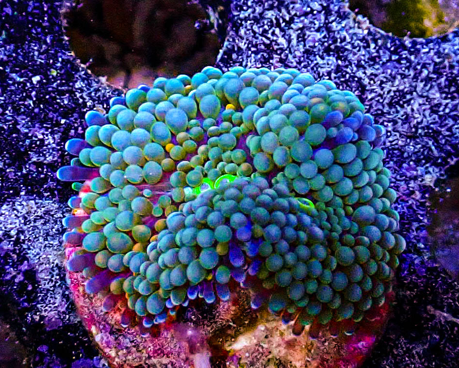 Rainbow Ricordia Mushroom -193.JPG