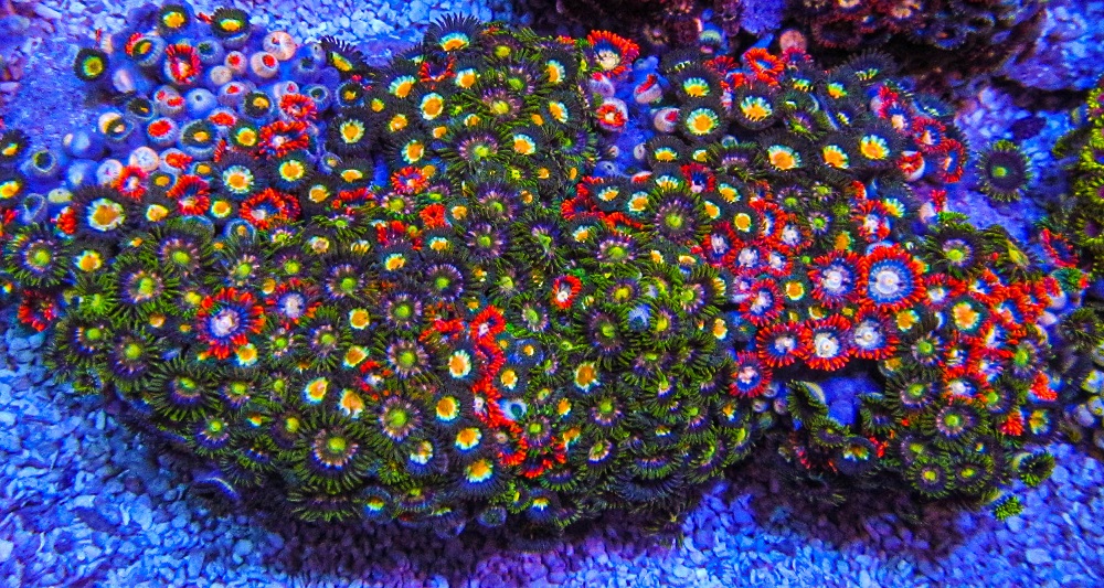 XLG Ultra Zoa Colony_3392.JPG