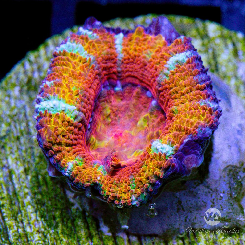 CoralAuction35_7387a5d0-7dd5-4a34-8bdb-8773513405cc.jpg CoralAuction35_7387a5d0-7dd5-4a34-8bdb-8773513405cc.jpg