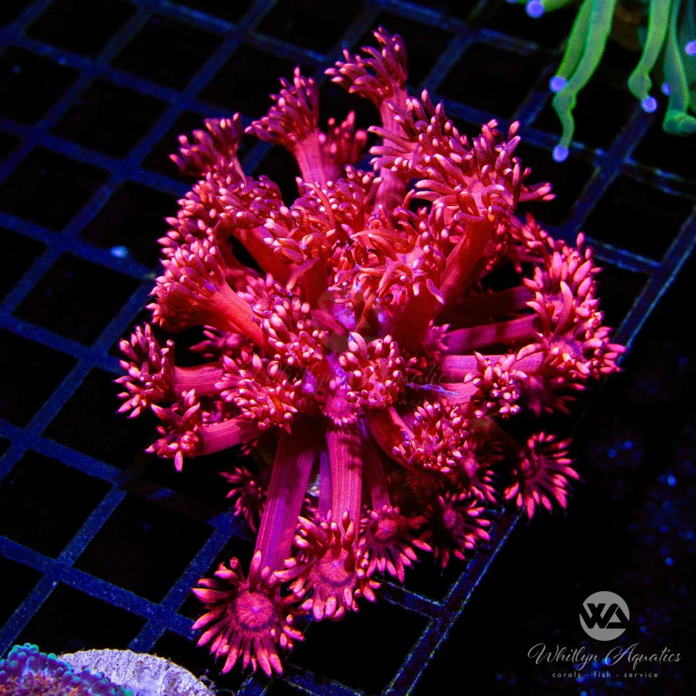 CoralAuction54_27f9c989-b074-42a9-aad4-8221de5ebc1f.jpg