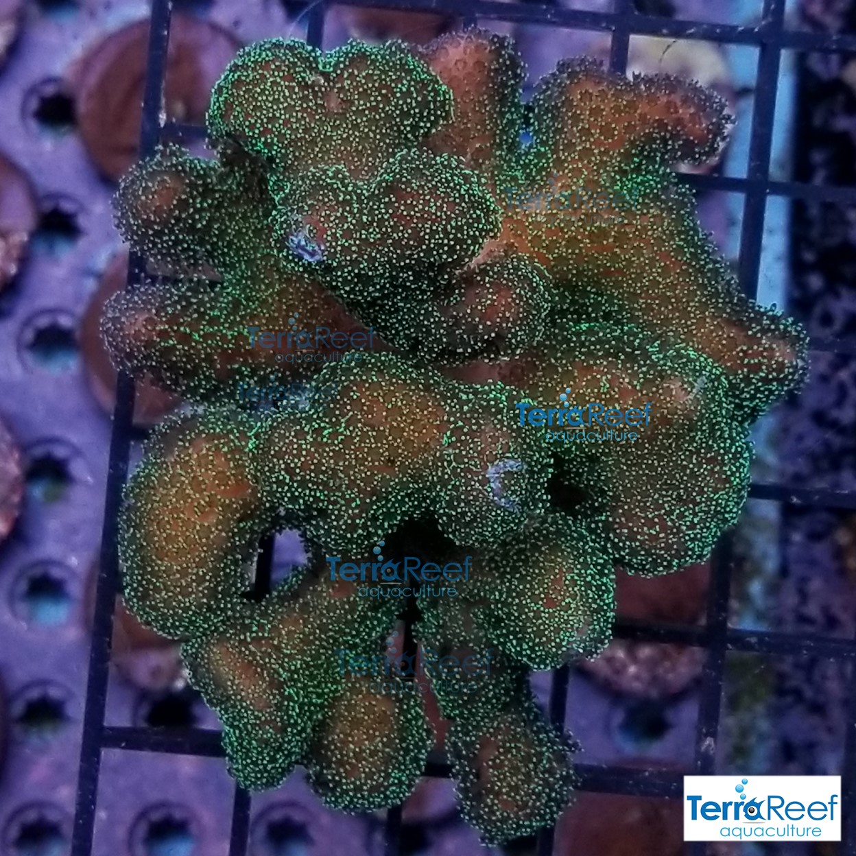 Green-Stylophora-Coral-WYSIWYG-Colony-2.jpg