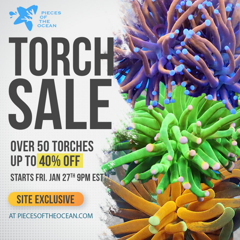 torch-sale (1).jpg