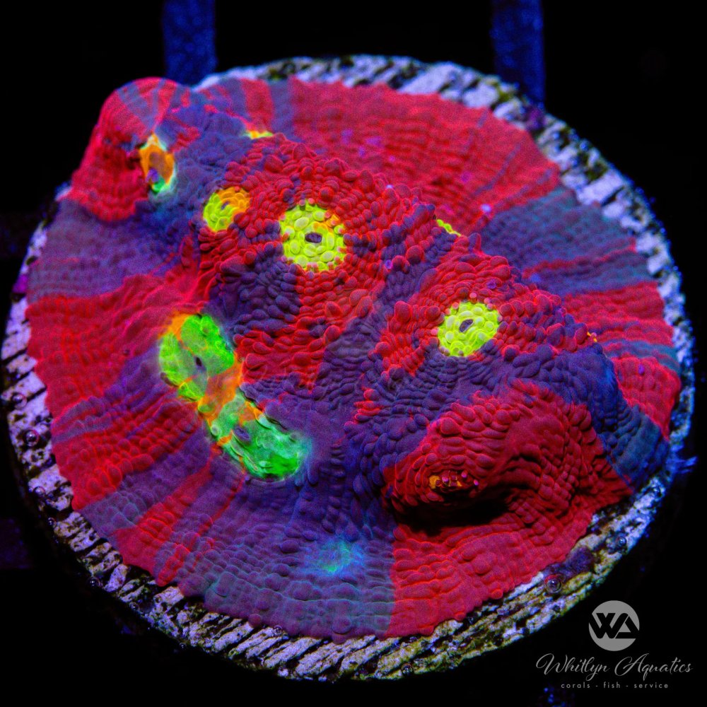 CoralAuction47_724cfe4d-4f1d-491c-afc5-31679c5b7d98.jpg CoralAuction47_724cfe4d-4f1d-491c-afc5-31679c5b7d98.jpg