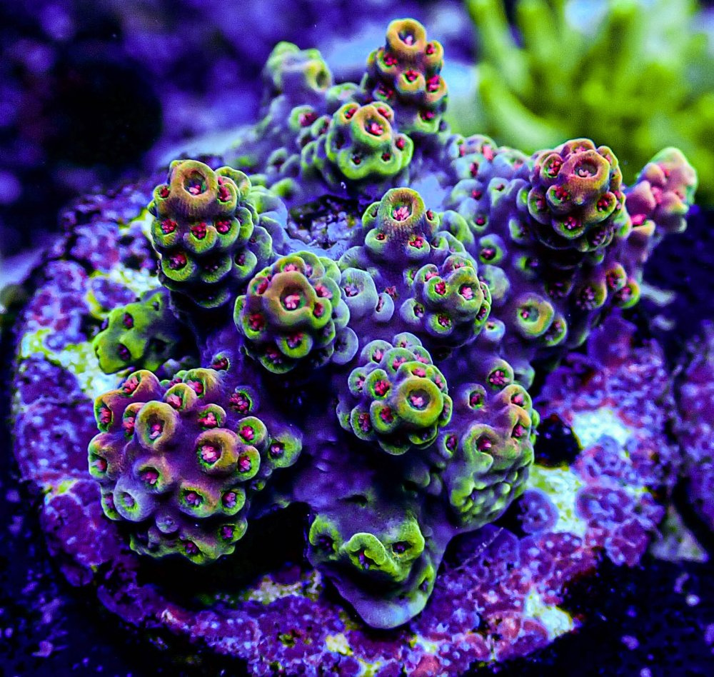 UC Rainbow Sprite Acropora-156.JPG