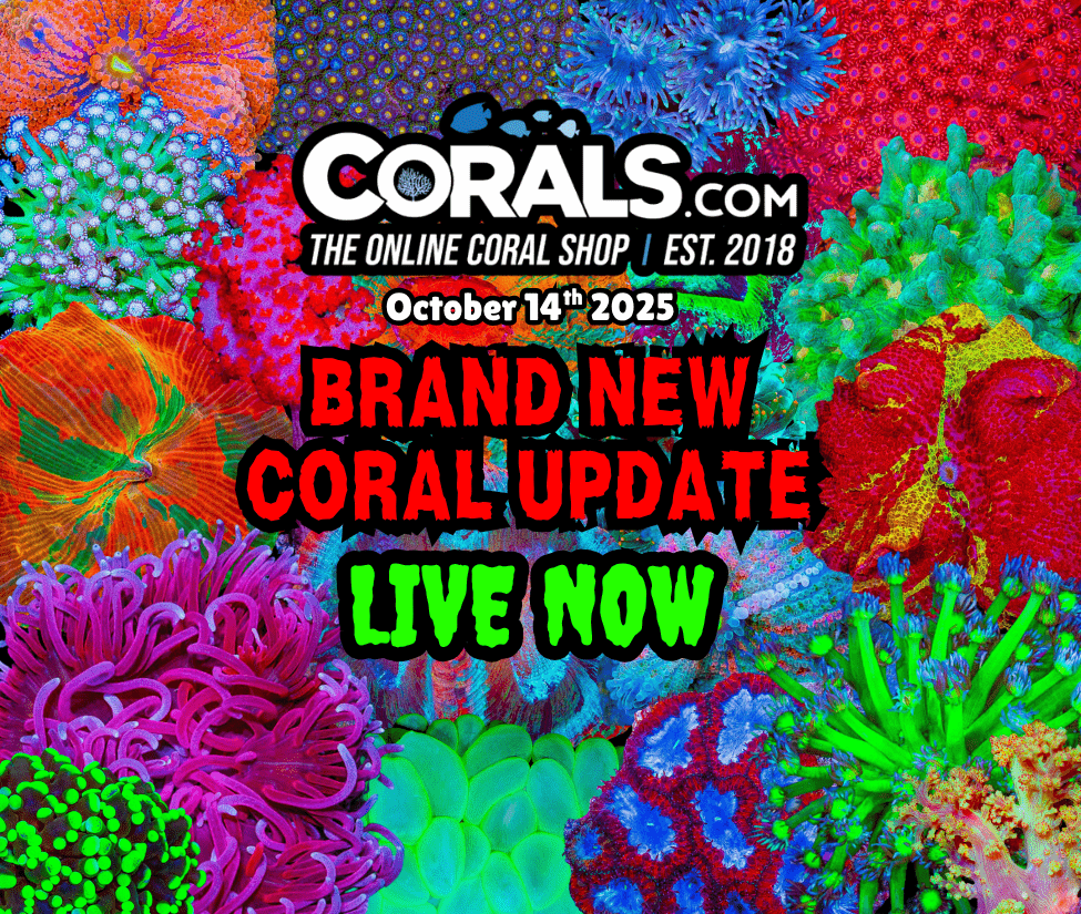 10.14 new coral.png