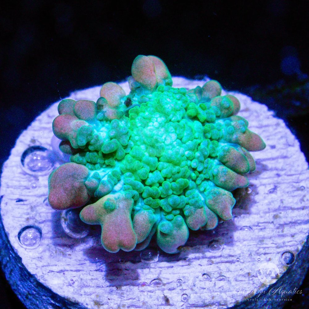 CoralAuction46_5638ca7f-7d40-41c4-9fe2-e538e74beea6.jpg CoralAuction46_5638ca7f-7d40-41c4-9fe2-e538e74beea6.jpg